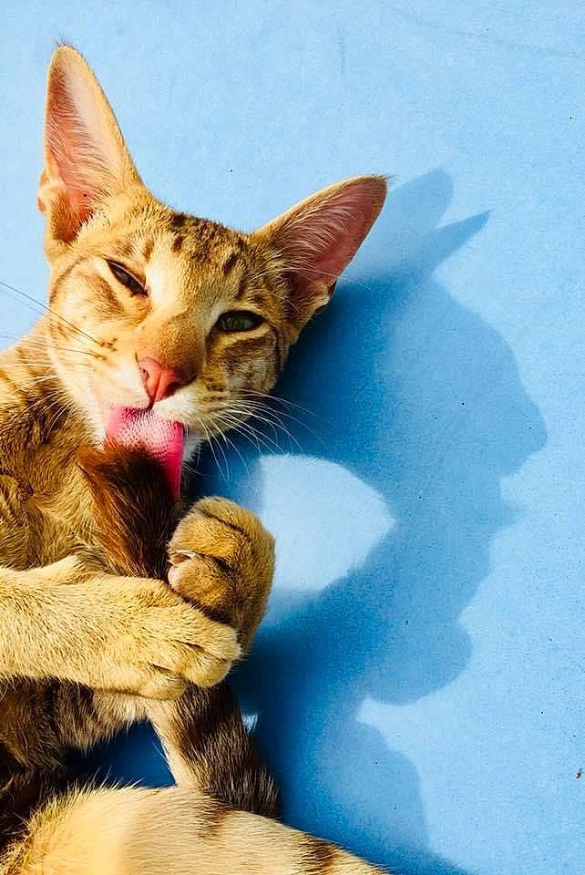 Nina a rejoint le concours — aidez-le/la à gagner de superbes lots ! art, carnivore, cat, claw, domestic_short_haired_cat, electric_blue, fawn, felidae, fur, gesture, paw, photo_caption, shadow, sitting, small_to_medium_sized_cats, snout, tail, terrestrial_animal, whiskers, wildlife