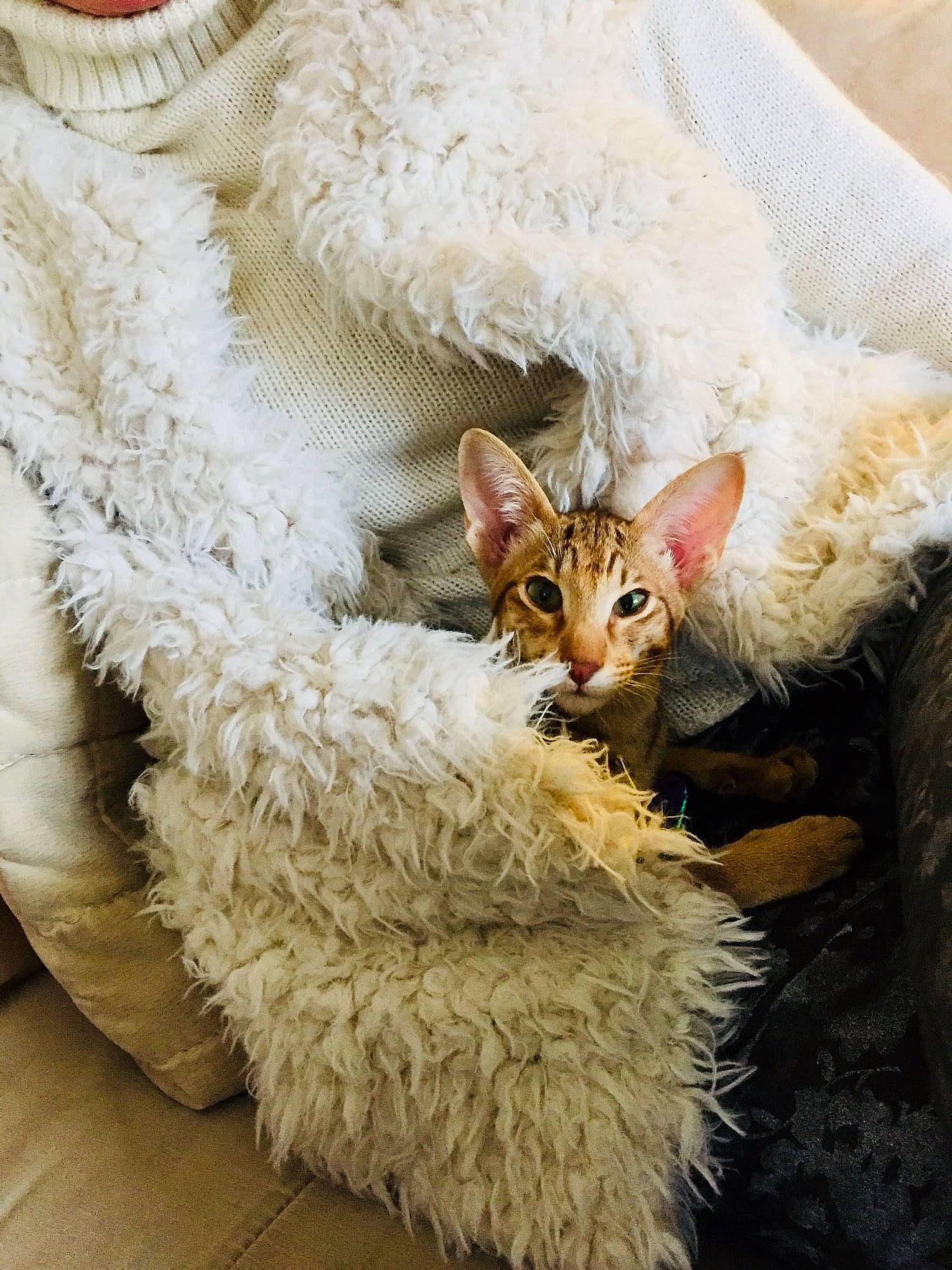 Nina a rejoint le concours — aidez-le/la à gagner de superbes lots ! art, carnivore, cat, comfort, domestic_short_haired_cat, event, fawn, feather, felidae, fur, fur_clothing, hat, linens, small_to_medium_sized_cats, snout, tail, terrestrial_animal, toy, whiskers, white