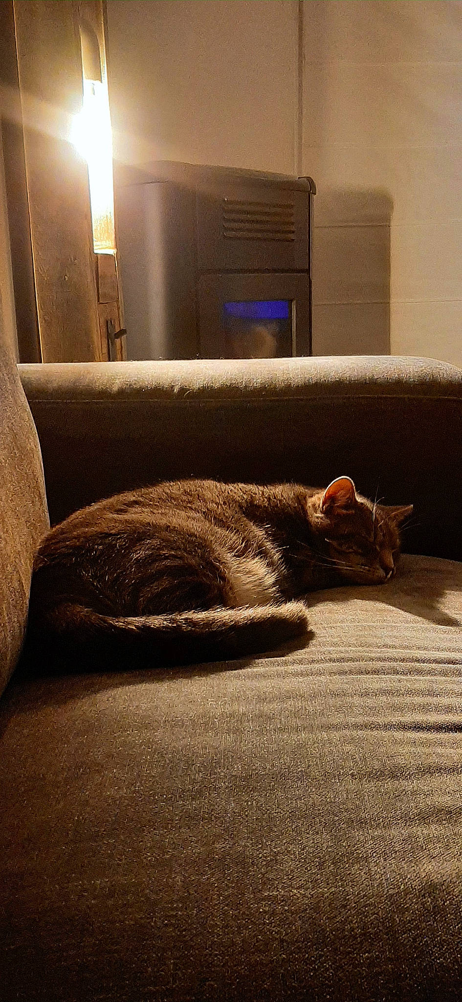 Mortitia participe au concours pour gagner de l'argent avec cette photo : carnivore, cat, comfort, couch, felidae, floor, flooring, grey, hardwood, house, lamp, lighting, living_room, small_to_medium_sized_cats, snout, tail, tints_and_shades, whiskers, window, wood