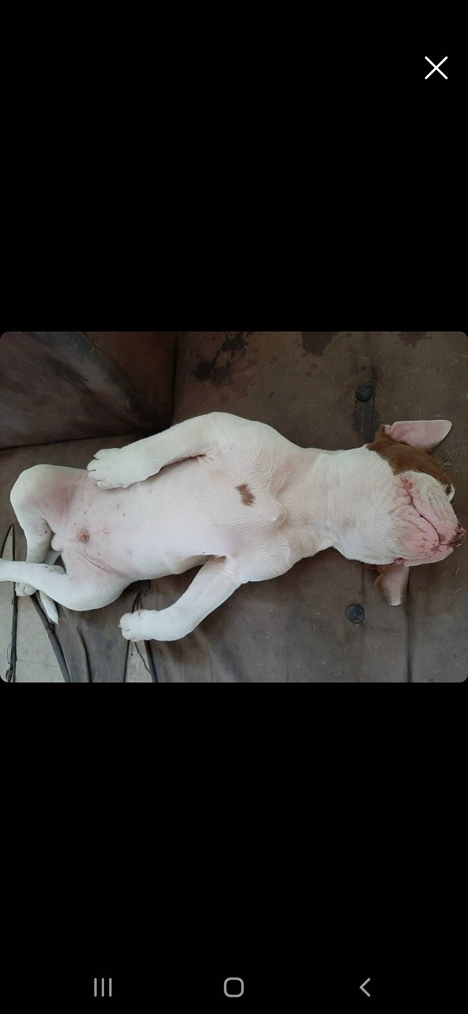 Nocco participe au concours pour gagner de l'argent avec cette photo : art, canidae, chest, companion_dog, fawn, flesh, foot, fur, gesture, human_leg, jaw, non_sporting_group, paper, paw, sitting, snout, sporting_group, tail, visual_arts, wood