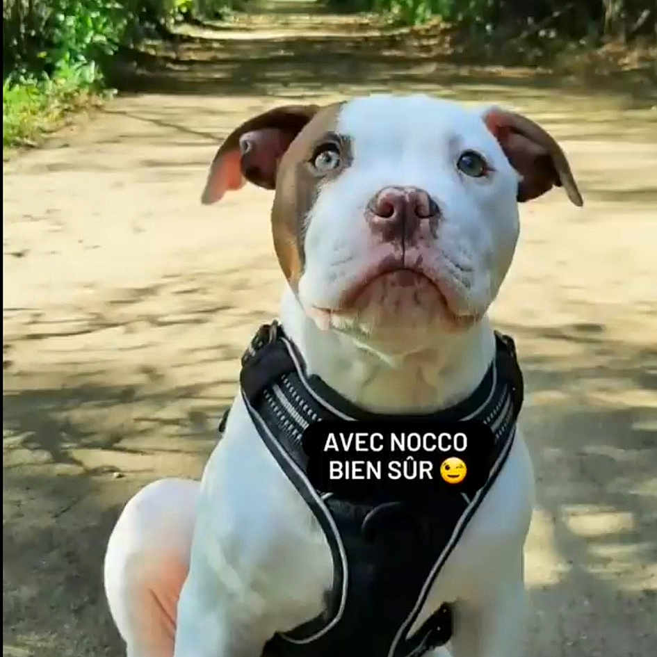 Nocco