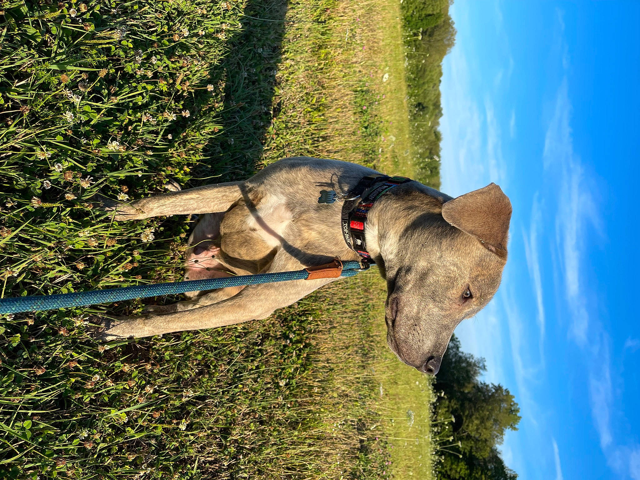 Casper joined the competition — help win amazing prizes! adventure, art, carnivore, cloud, collar, companion_dog, dog, dog_breed, dog_collar, elephant, grass, indian_elephant, pack_animal, plant, sculpture, sky, snout, terrestrial_animal, tree, working_animal