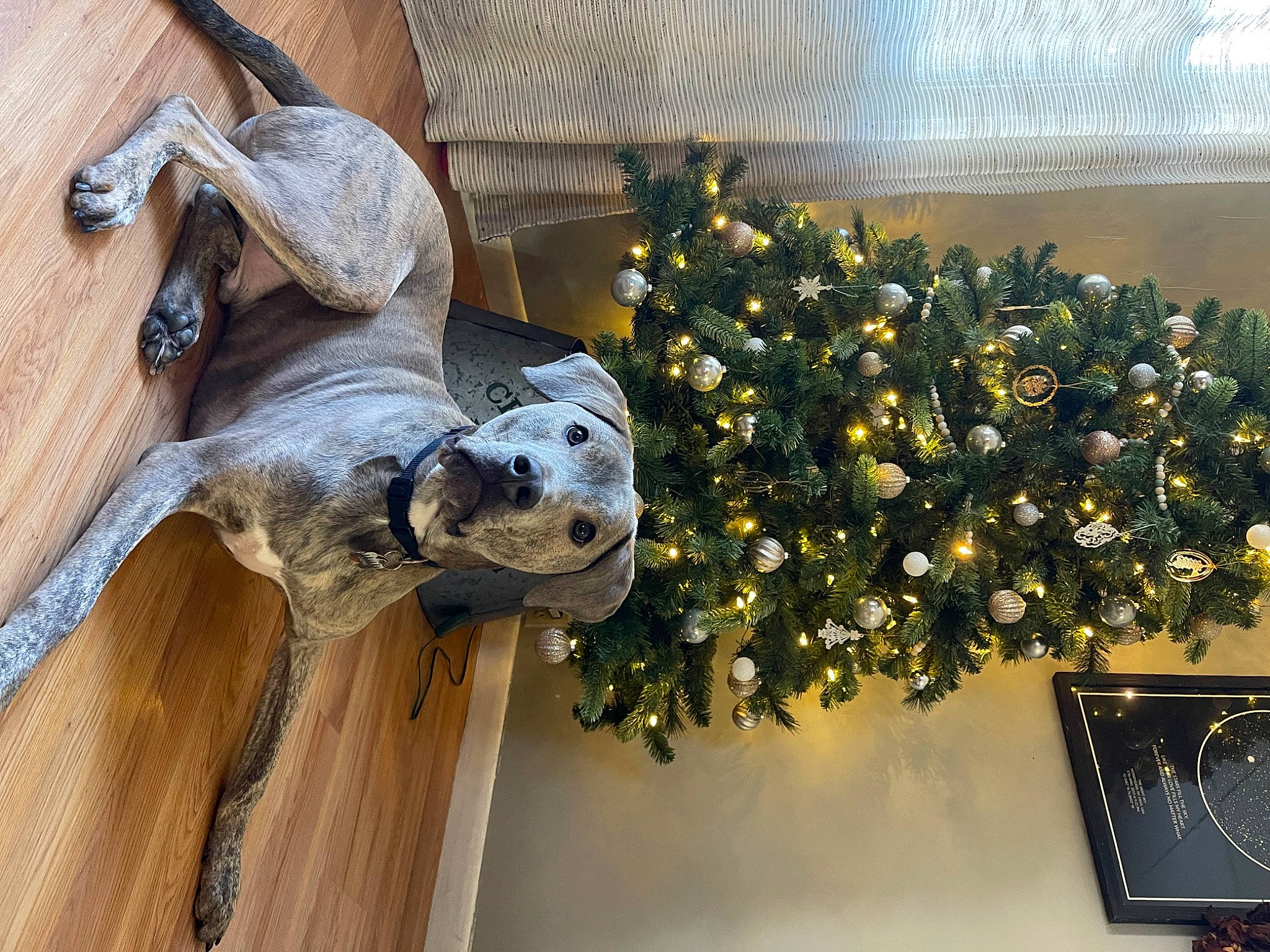 Casper is registered to the contest to win money with this photo: building, carnivore, christmas_decoration, christmas_ornament, christmas_tree, dog, event, fawn, flower, flower_arranging, house, ornament, plant, rose, sculpture, snout, tree, window, wood, working_animal