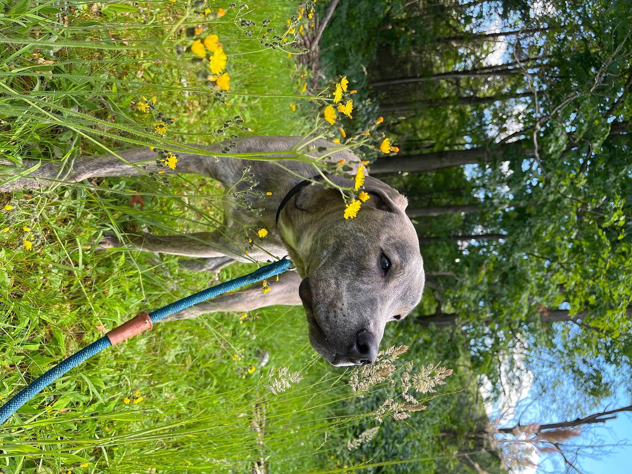 Casper joined the competition — help win amazing prizes! automotive_wheel_system, bicycle_wheel, botany, branch, circle, flower, grass, landscape, natural_landscape, plant, plant_stem, sculpture, terrestrial_animal, terrestrial_plant, tree, trunk, twig, wildlife, wood, working_animal