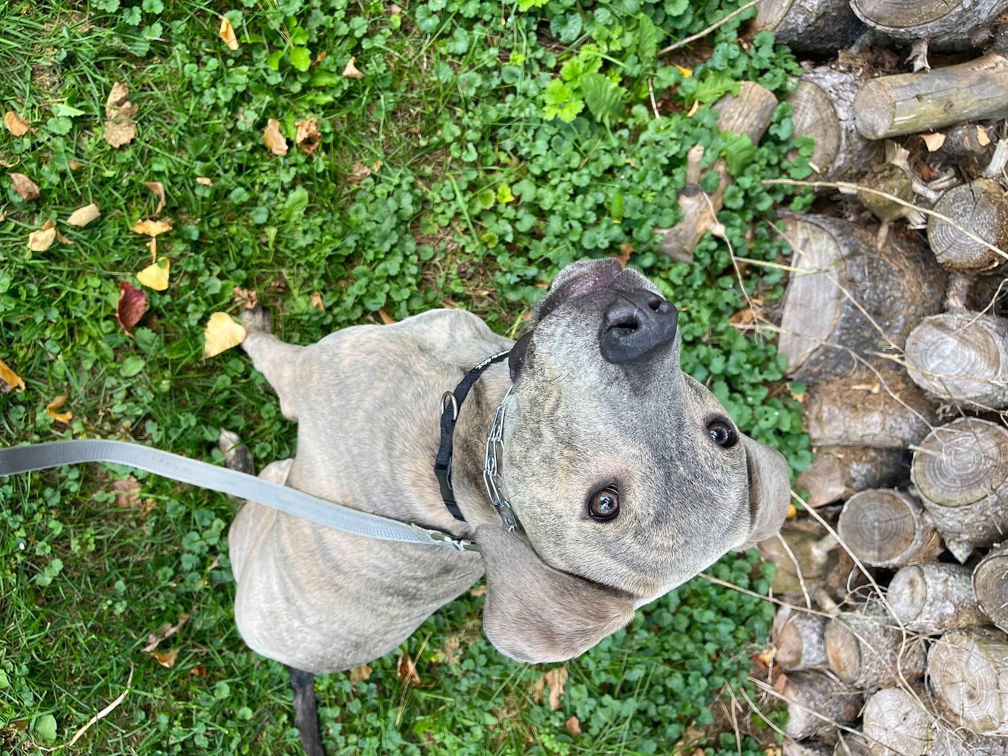 Casper is registered to the contest to win money with this photo: amphibian, art, fawn, fish, garden, grass, groundcover, lawn_ornament, plant, reptile, rock, sculpture, soil, sporting_group, statue, tail, terrestrial_animal, toy, wood, working_animal