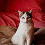 cat, white_cat, sitting, pet, feline, fur, animal, indoor, cozy, blanket, brown_markings, black_markings, green_eyes, portrait, cute, domestic_cat, fur_texture, resting, looking, calm