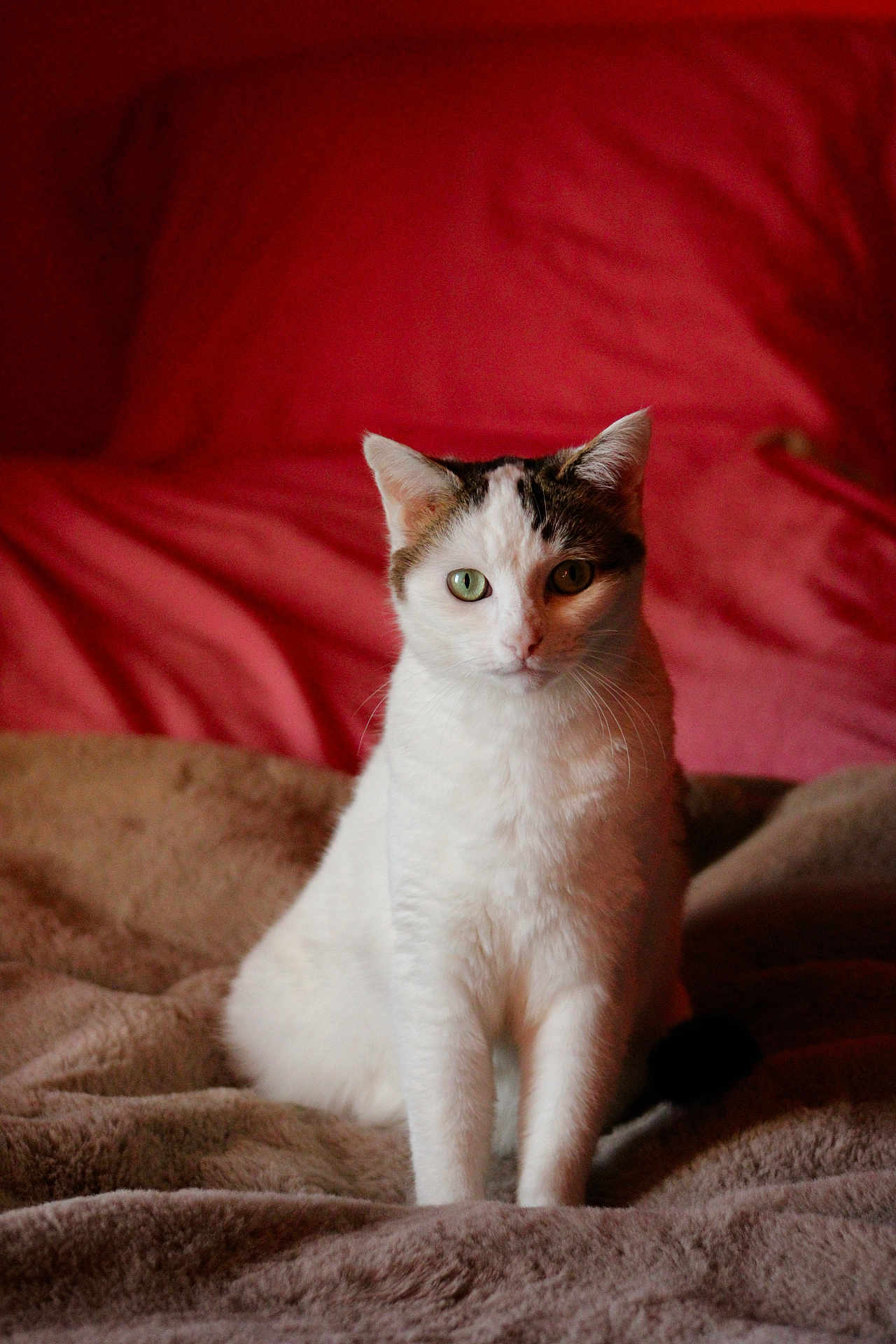 Pipa