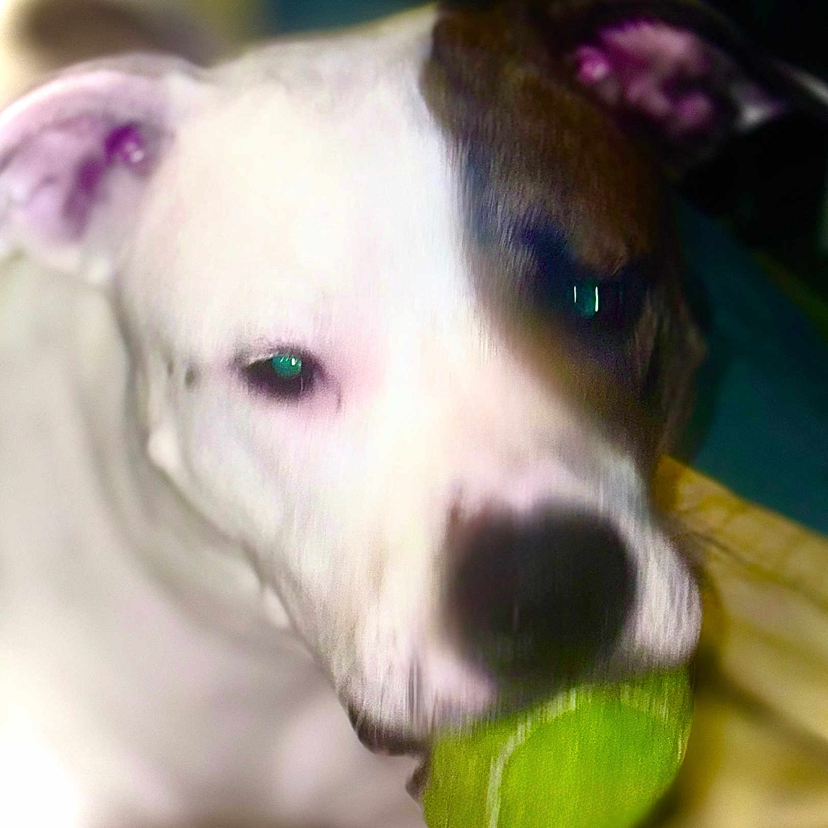 Loona is registered to the contest to win money with this photo: dog, puppy, white_dog, close_up, portrait, pet, animal, canine, toy, green_toy, ball, mouth, nose, eyes, licking, indoor, blurred, colorful, playful, funny