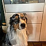 animal, australian_shepherd, blue_eye, brown_eye, cabinet, canine, companion, curious, dog, domestic_animal, fur, heterochromia, indoor, kitchen, looking_up, mammal, pet, portrait, sitting, tile_floor