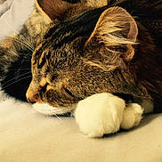 Gribouille a rejoint le concours — aidez-le/la à gagner de superbes lots !