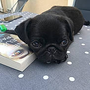 Oslo a rejoint le concours — aidez-le/la à gagner de superbes lots ! black, carnivoran, dog, dog_breed, dog_breed_group, dog_like_mammal, mammal, non_sporting_group, pug, puppy, snout, vertebrate