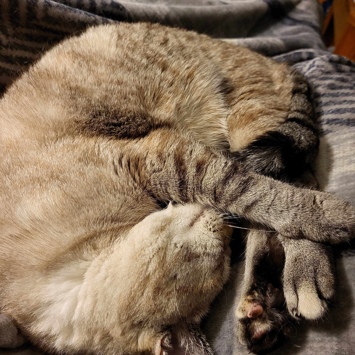 Shadow is registered to the contest to win money with this photo: abyssinian, animal, armchair, back, blanket, bodypart, cat, chair, couch, furniture, hardwood, homedecor, kitten, linen, manx, person, pet, siamese, sleeping, wood