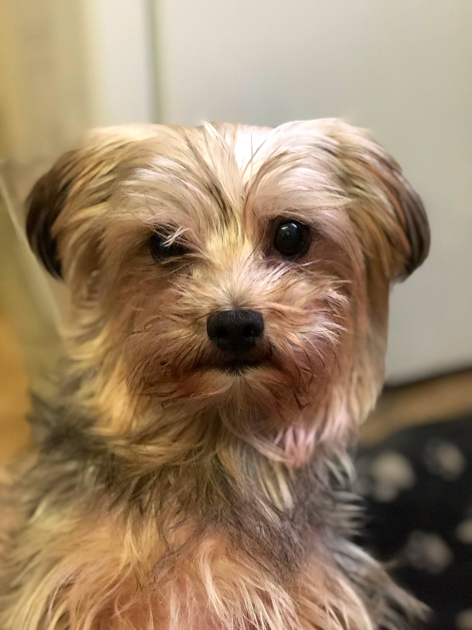 Pip is registered to the contest to win money with this photo: biewer_terrier, canidae, carnivore, close_up, companion_dog, dog, dog_breed, fur, liver, maltepoo, poodle_crossbreed, puppy, small_terrier, snout, sporting_group, terrestrial_animal, terrier, toy_dog, working_animal, yorkipoo