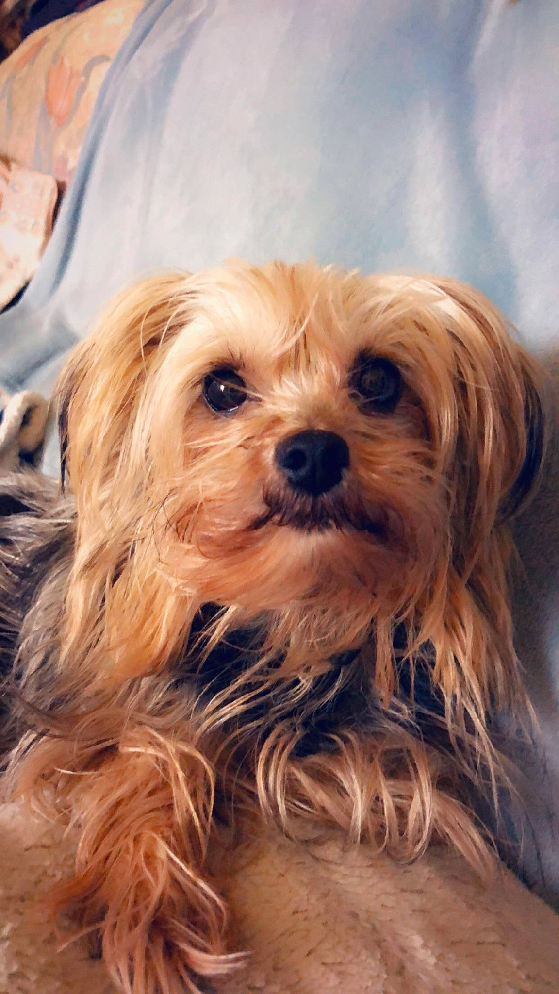Pip is registered to the contest to win money with this photo: blond, brown_hair, canidae, carnivore, companion_dog, dog, dog_breed, feathered_hair, fur, liver, maltepoo, puppy, small_terrier, snout, sporting_group, terrier, toy_dog, working_animal, yorkipoo