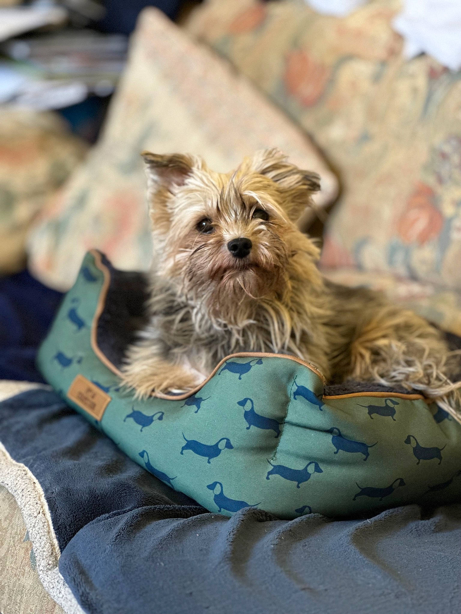 Pip joined the competition — help win amazing prizes! biewer_terrier, canidae, carnivore, companion_dog, dog, dog_breed, dog_supply, fashion_accessory, fawn, fur, liver, puppy, sitting, small_terrier, snout, sporting_group, terrier, toy_dog, working_animal, yorkshire_terrier