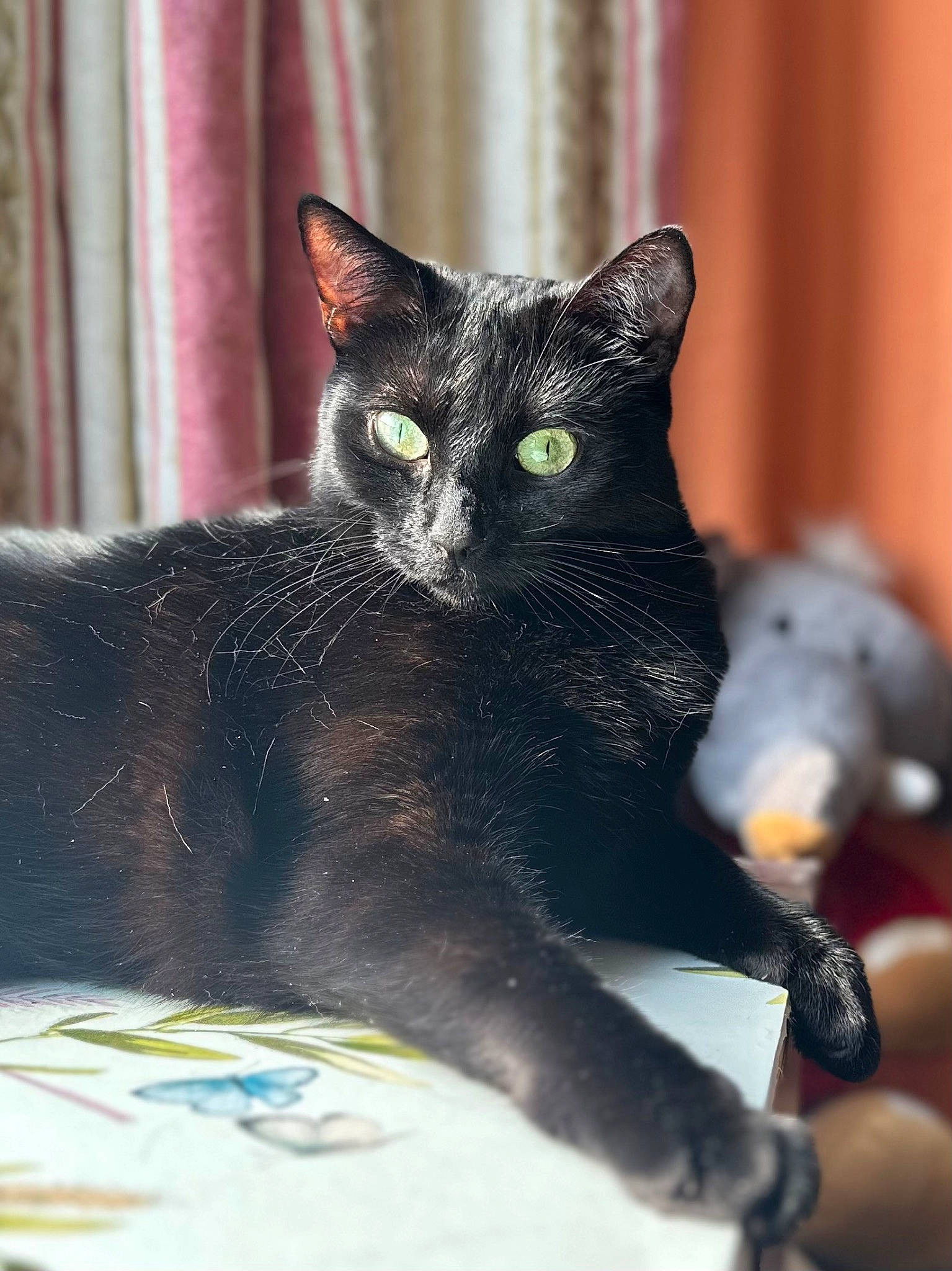 Bambi is registered to the contest to win money with this photo: black_cat, bombay, carnivore, cat, claw, curtain, domestic_short_haired_cat, felidae, fur, iris, paw, small_to_medium_sized_cats, snout, tail, terrestrial_animal, whiskers