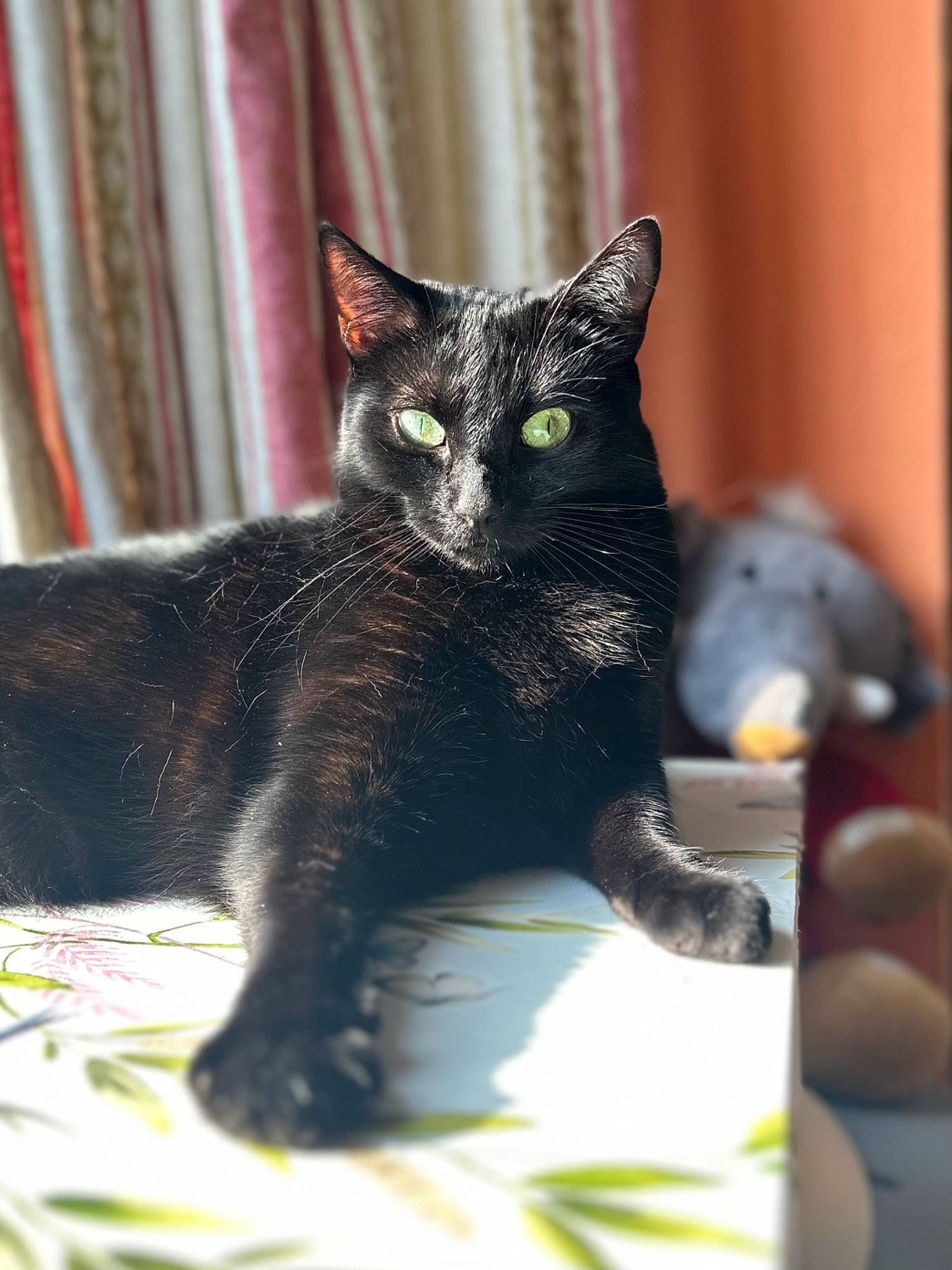 Bambi is registered to the contest to win money with this photo: black_cat, bombay, carnivore, cat, claw, curtain, domestic_short_haired_cat, felidae, fur, small_to_medium_sized_cats, snout, tail, terrestrial_animal, whiskers, window