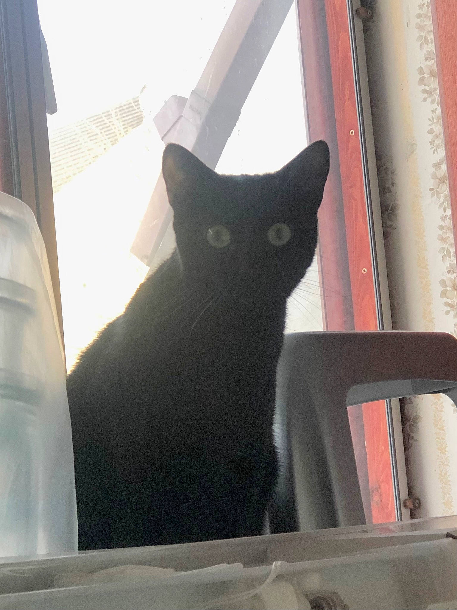 Bambi joined the competition — help win amazing prizes! automotive_exterior, black_cat, carnivore, cat, comfort, domestic_short_haired_cat, felidae, fixture, fur, glass, grey, line, small_to_medium_sized_cats, snout, tail, tints_and_shades, tree, whiskers, window, windshield