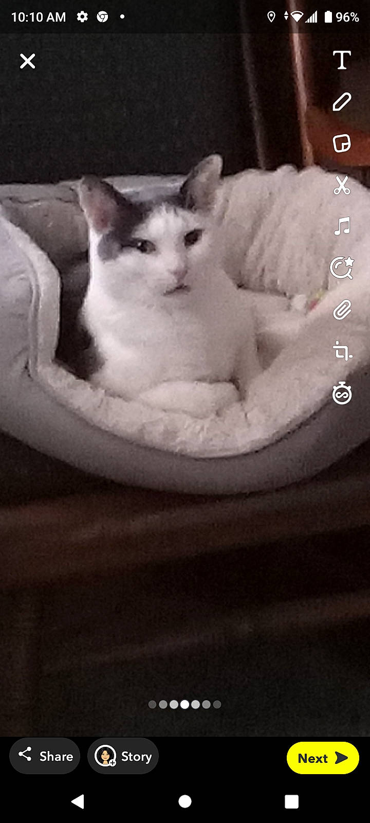 Goliath is registered to the contest to win money with this photo: carnivore, cat, cat_bed, cat_supply, comfort, darkness, domestic_short_haired_cat, felidae, fur, head, linens, monochrome, monochrome_photography, paw, room, small_to_medium_sized_cats, snout, tail, whiskers, wood