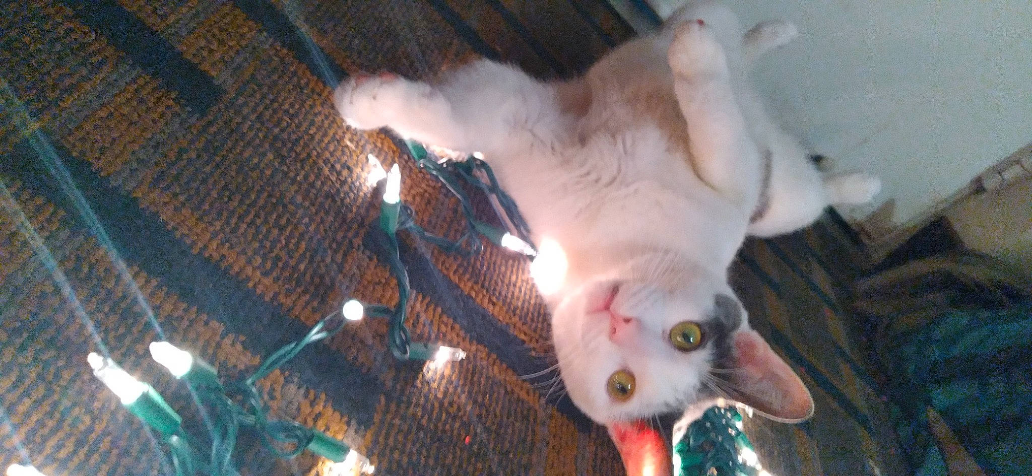 Goliath is registered to the contest to win money with this photo: animal_shelter, canidae, carnivore, cat, claw, cockatoo, companion_dog, dog_breed, domestic_short_haired_cat, fawn, felidae, fur, gesture, paw, photo_caption, small_to_medium_sized_cats, snout, sporting_group, tail, whiskers