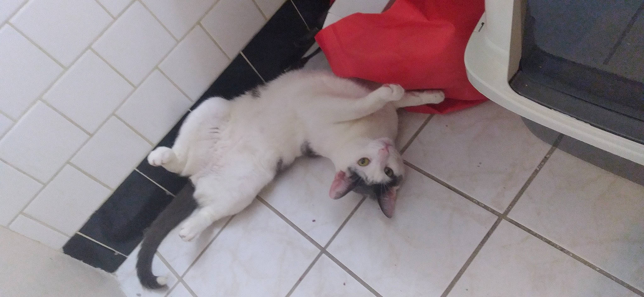 Goliath joined the competition — help win amazing prizes! carnivore, cat, chair, claw, comfort, companion_dog, dog_breed, domestic_short_haired_cat, fawn, felidae, floor, flooring, fur, hardwood, paw, small_to_medium_sized_cats, snout, tail, whiskers, wood