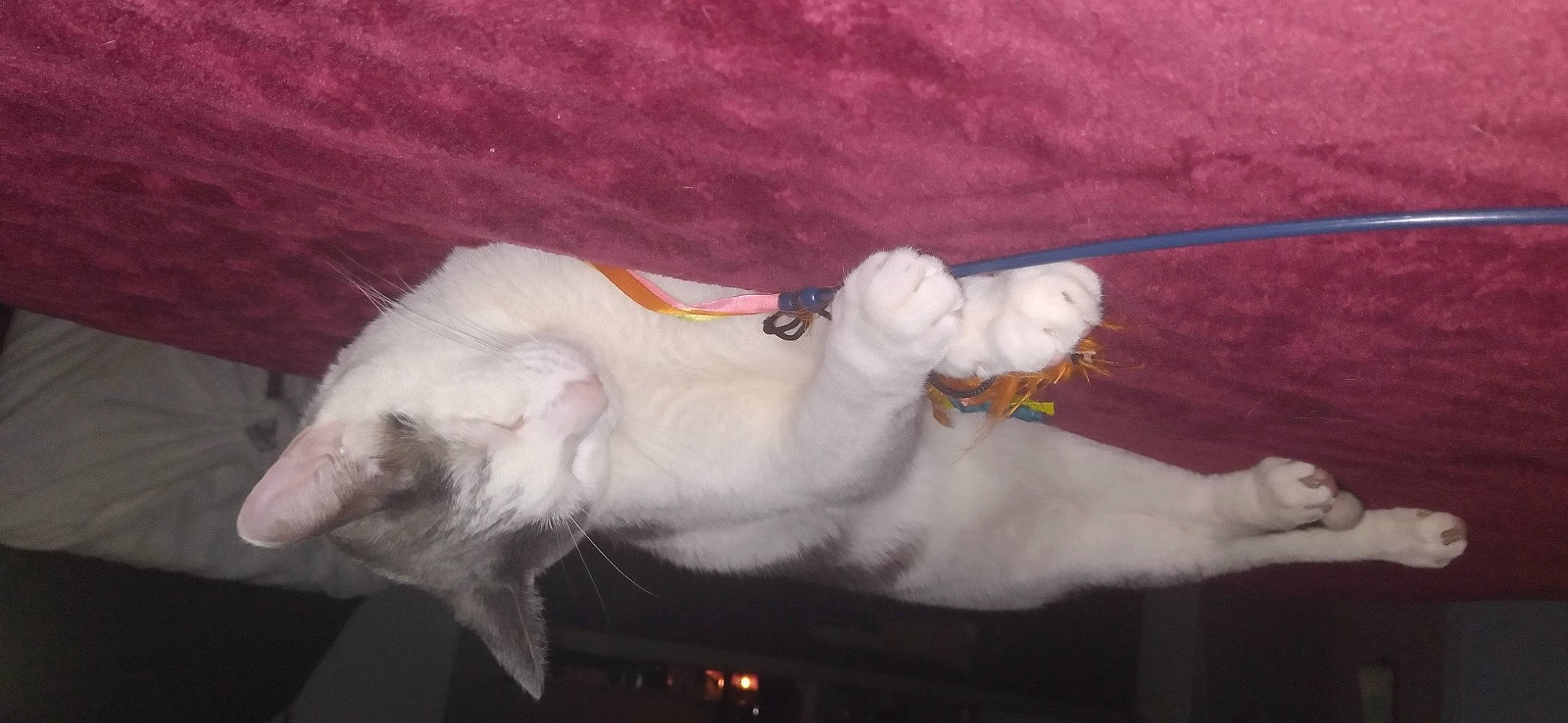 Goliath joined the competition — help win amazing prizes! art, canidae, carmine, carnivore, cat, companion_dog, dog_breed, felidae, foot, fur, human_leg, linens, paw, small_to_medium_sized_cats, snout, sporting_group, stuffed_toy, tail, whiskers, wood