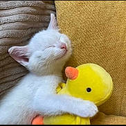 Mocha is registered to the contest to win money with this photo: kitten, cat, white_cat, sleeping, hugging, plush_toy, yellow_duck, cushion, cozy, cute, pet, animal, indoor, soft, relaxed, adorable, furry, small_animal, resting, comfort