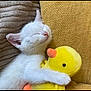 kitten, cat, white_cat, sleeping, hugging, plush_toy, yellow_duck, cushion, cozy, cute, pet, animal, indoor, soft, relaxed, adorable, furry, small_animal, resting, comfort