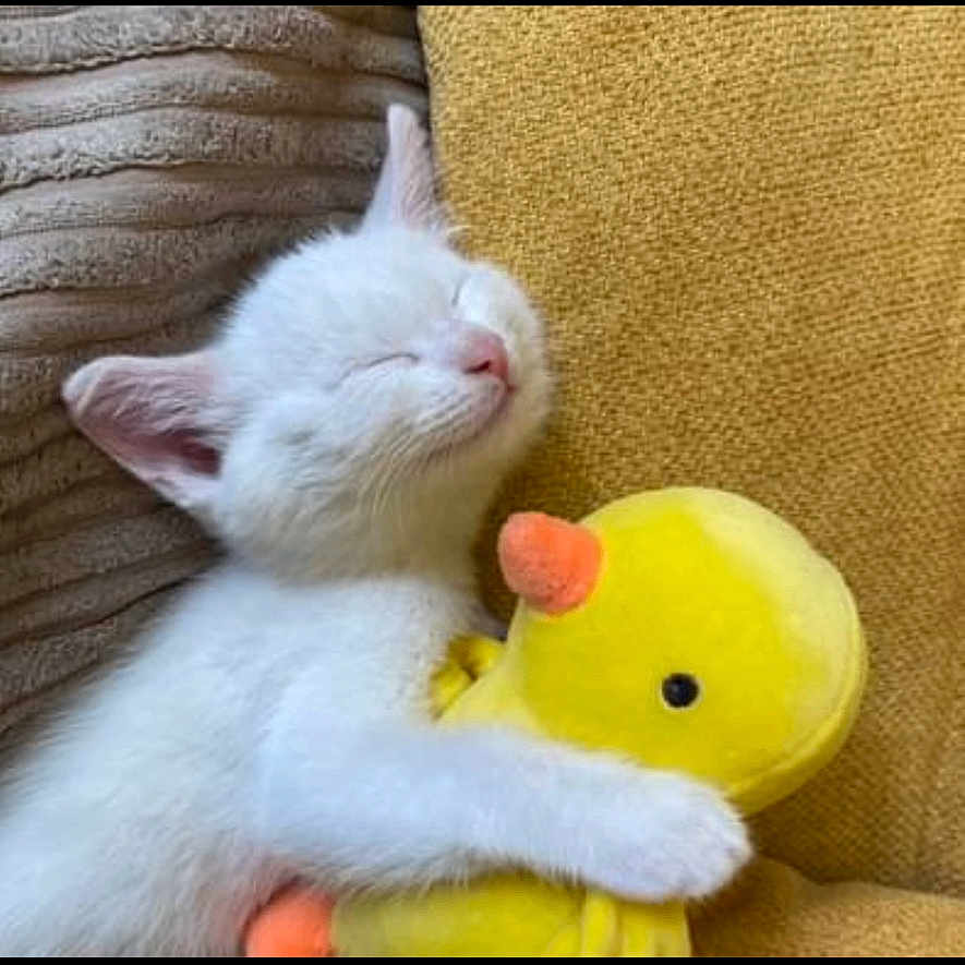 Mocha is registered to the contest to win money with this photo: adorable, animal, cat, comfort, cozy, cushion, cute, furry, hugging, indoor, kitten, pet, plush_toy, relaxed, resting, sleeping, small_animal, soft, white_cat, yellow_duck