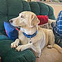 dog, labrador, yellow_dog, couch, living_room, pillow, furniture, pet, collar, domestic_animal, indoors, resting, relaxed, canine, human_partial, blue_shirt, decor, blanket, side_view, animal
