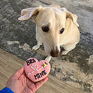 Taz is registered to the contest to win money with this photo: dog, cookie, hand, heart_shaped, pink_icing, bee_decoration, floor, rug, curious, pet, indoor, light_colored, animal, treat, close_up, looking, wooden_floor, homedecor, cute, waiting
