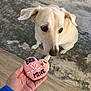 dog, cookie, hand, heart_shaped, pink_icing, bee_decoration, floor, rug, curious, pet, indoor, light_colored, animal, treat, close_up, looking, wooden_floor, homedecor, cute, waiting