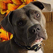 Odin joined the competition — help win amazing prizes! dog, canine, pet, close_up, gray_dog, collar, indoor, blanket, knitted_blanket, head_tilt, portrait, animal, ears, nose, fur, expressive_eyes, domestic_animal, companion, cute, muzzle