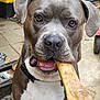 Odin is registered to the contest to win money with this photo: dog, bone, pet, animal, outdoor, closeup, canine, brown_coat, white_chest, collar, chewing, tongue, ears, face, eyes, mouth, floor, background, tools, yard