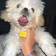 Slayer joined the competition — help win amazing prizes! animal, canine, close_up, collar_tag, cute, dog, domestic_animal, fluffy, friendly, fur, hand, indoor, pet, pet_accessory, playful, puppy, smiling, tongue_out, white_fur, young_dog