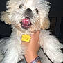 animal, canine, close_up, collar_tag, cute, dog, domestic_animal, fluffy, friendly, fur, hand, indoor, pet, pet_accessory, playful, puppy, smiling, tongue_out, white_fur, young_dog