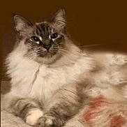 Coco Chanel is registered to the contest to win money with this photo: cat, fluffy, long_hair, feline, pet, animal, portrait, lying_down, relaxed, indoors, blanket, fur, whiskers, ears, eyes, paws, cream_color, gray, cozy, close_up