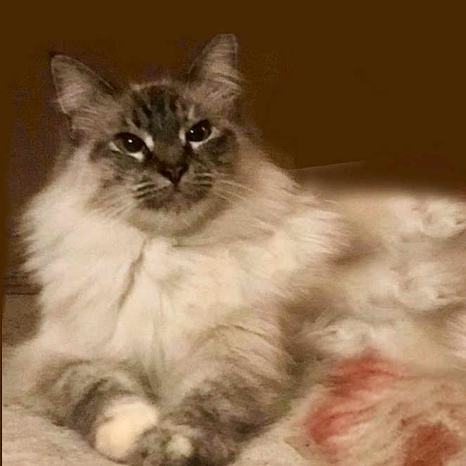 Coco Chanel is registered to the contest to win money with this photo: cat, fluffy, long_hair, feline, pet, animal, portrait, lying_down, relaxed, indoors, blanket, fur, whiskers, ears, eyes, paws, cream_color, gray, cozy, close_up
