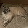 cat, fluffy, carpet, indoor, pet, animal, relaxed, lying_down, feline, domestic, gray, cream, paws, ears, whiskers, fur, cute, resting, quiet, cozy