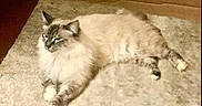 Coco Chanel joined the competition — help win amazing prizes! animal, carpet, cat, cozy, domestic_cat, ears, eyes, feline, fluffy, fur, home, indoor, laying_down, long_hair, mammal, paws, pet, relaxed, resting, whiskers