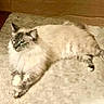 Coco Chanel joined the competition — help win amazing prizes! cat, fluffy, carpet, indoor, relaxed, feline, pet, animal, resting, laying_down, domestic_cat, long_hair, paws, ears, whiskers, eyes, home, cozy, fur, mammal