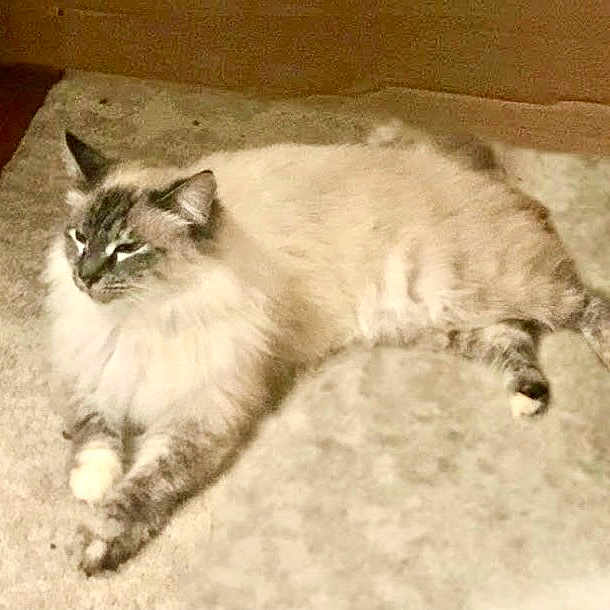 Coco Chanel joined the competition — help win amazing prizes! cat, fluffy, carpet, indoor, relaxed, feline, pet, animal, resting, laying_down, domestic_cat, long_hair, paws, ears, whiskers, eyes, home, cozy, fur, mammal