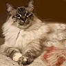 Coco Chanel is registered to the contest to win money with this photo: animal, blanket, cat, cozy, cute, domestic, face, feline, fluffy, fur, indoor, laying, mammal, paws, pet, portrait, relaxed, resting, warm, whiskers