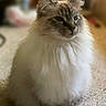 Coco Chanel is registered to the contest to win money with this photo: cat, fluffy, long_hair, sitting, carpet, indoor, pet, animal, feline, calm, portrait, blurred_background, domestic, cute, furry, whiskers, ears, paw, quiet, soft
