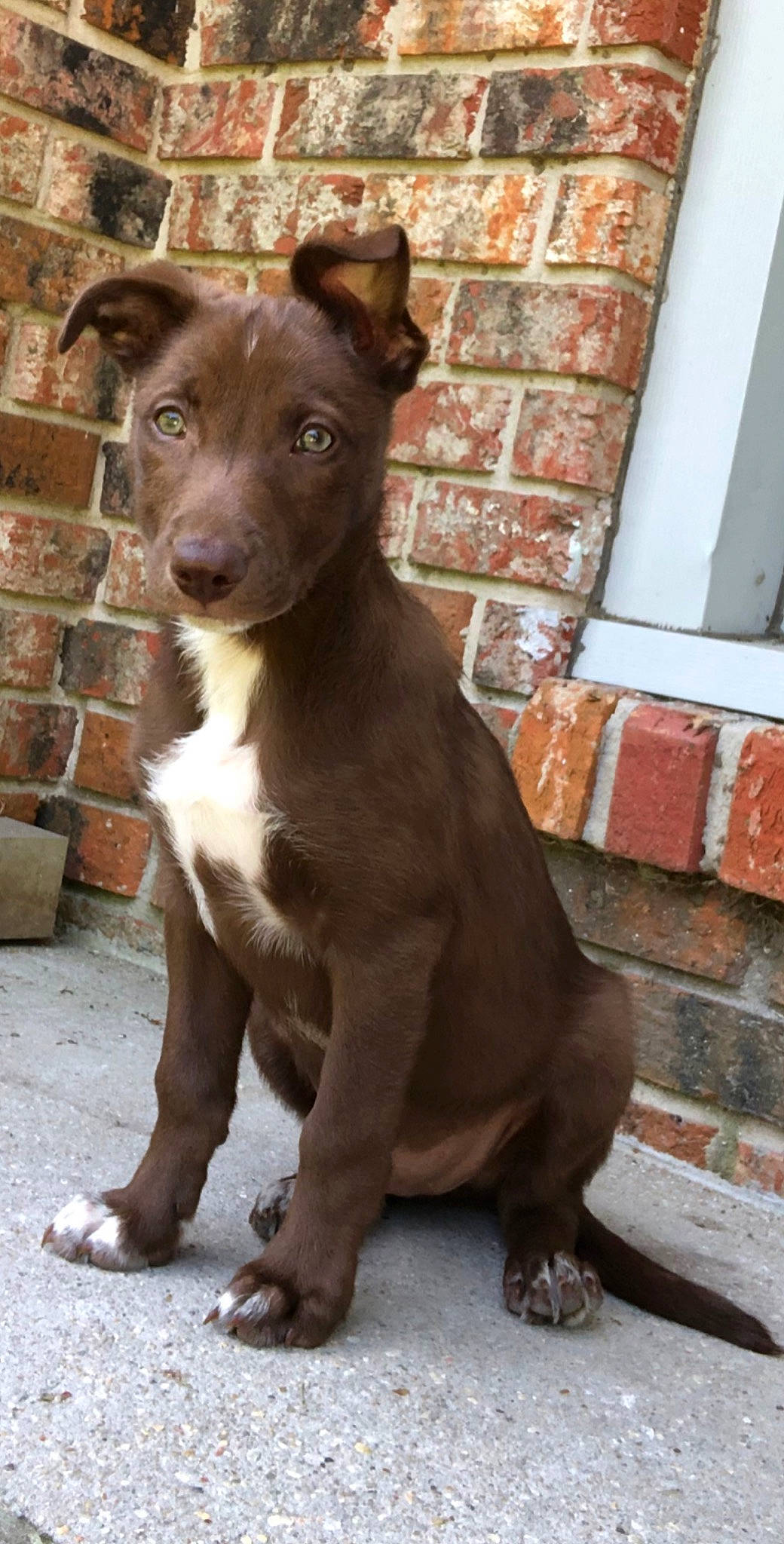 Oakley is registered to the contest to win money with this photo: american_pit_bull_terrier, ancient_dog_breeds, canidae, carnivore, dog, dog_breed, fawn, mammal, non_sporting_group, potcake_dog, puppy, rare_breed_dog, snout, street_dog, vertebrate