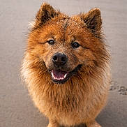 Oscar a rejoint le concours — aidez-le/la à gagner de superbes lots ! dog, smiling, beach, sand, fluffy, happy, pet, animal, outdoor, cute, fur, portrait, canine, sandy, friendly, mammal, sitting, closeup, nature, playful