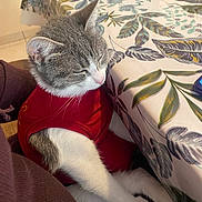 Vanille a rejoint le concours — aidez-le/la à gagner de superbes lots ! cat, pet, animal, feline, domestic_animal, indoor, table, tablecloth, leaf_pattern, red_clothing, resting, sleeping, fur, whiskers, cute, cozy, paws, ears, close_up, home