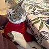 cat, pet, animal, feline, domestic_animal, indoor, table, tablecloth, leaf_pattern, red_clothing, resting, sleeping, fur, whiskers, cute, cozy, paws, ears, close_up, home