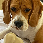 Shanel participe au concours pour gagner de l'argent avec cette photo : beagle, dog, pet, animal, close_up, brown, white, ears, nose, indoor, bed, toy, bone, cute, looking, portrait, canine, fur, laying, paw