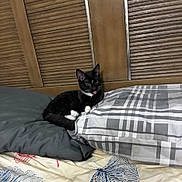 Mittens is registered to the contest to win money with this photo: cat, tuxedo_cat, black_and_white, animal, pet, bed, bedding, pillow, blanket, bedroom, indoors, lying_down, sitting, tongue_out, whiskers, ears, black_fur, white_paws, portrait, relaxed